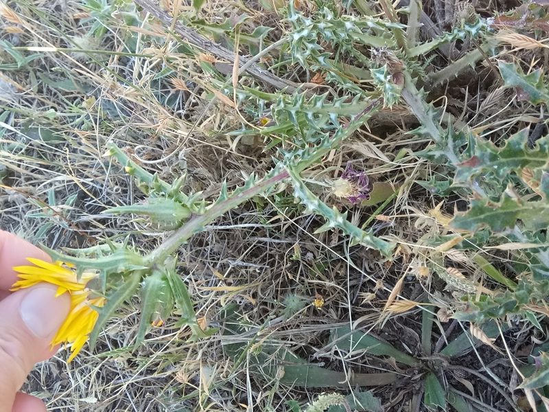Scolymus grandiflorus, photographed by Karim Haddad