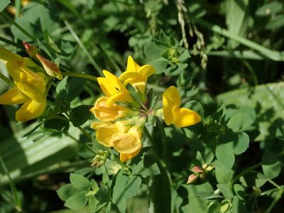 Lotus corniculatus, photographed by Daniel Cahen