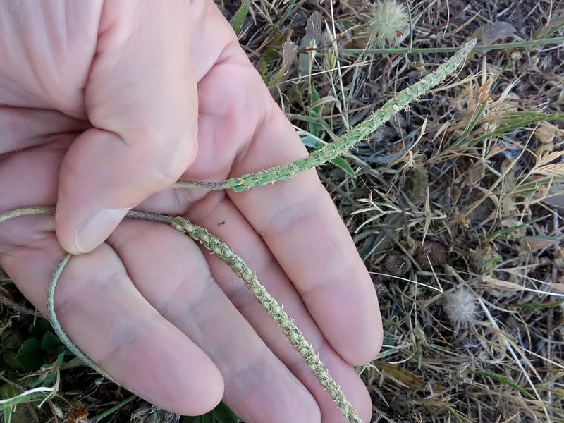 Plantago serraria, photographed by Karim Haddad