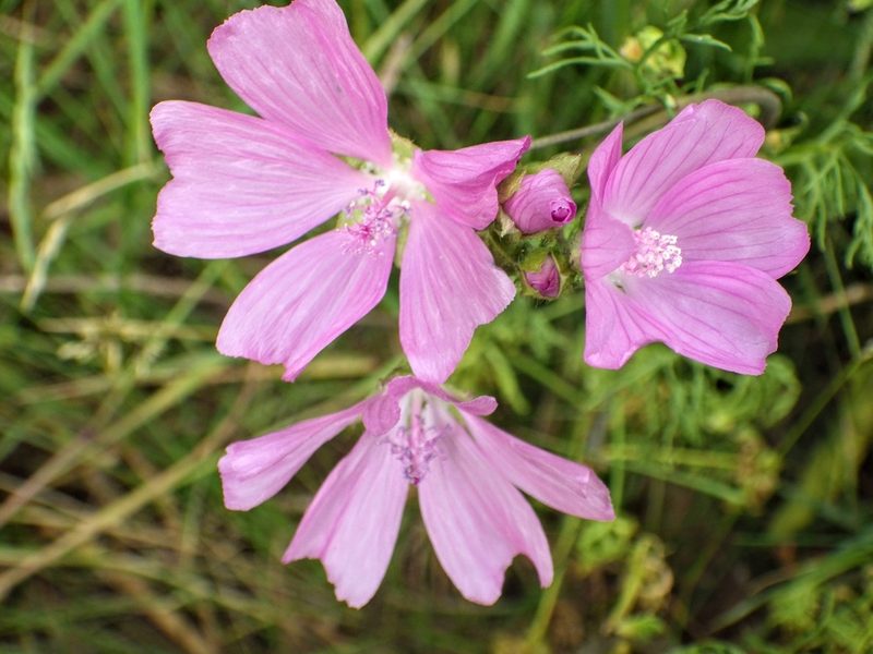 Malva moschata, photographed by Jeff Jones
