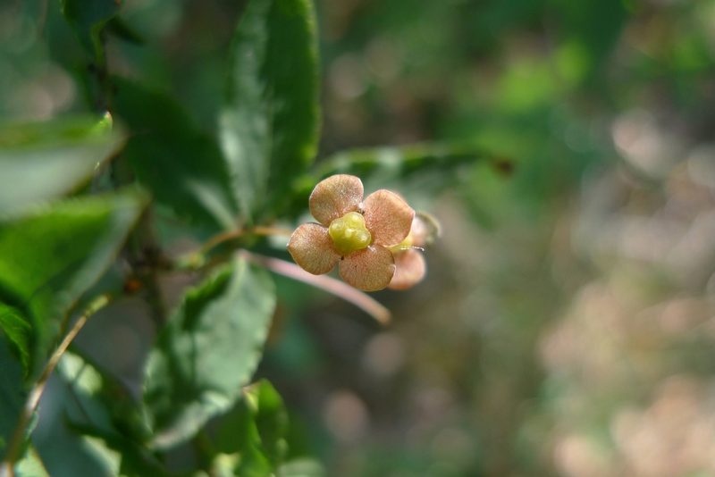 Euonymus verrucosus, photographed by aga_l_