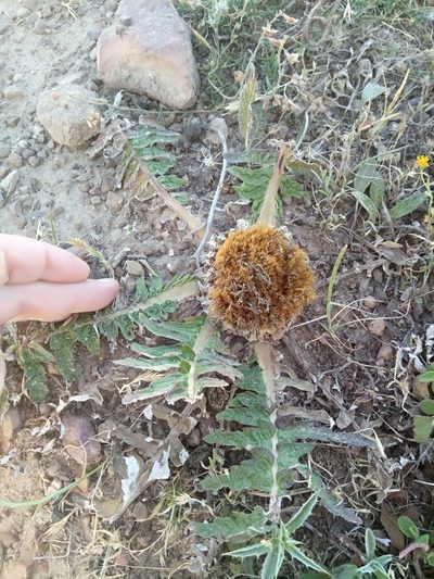 Leuzea acaulis, photographed by Karim Haddad