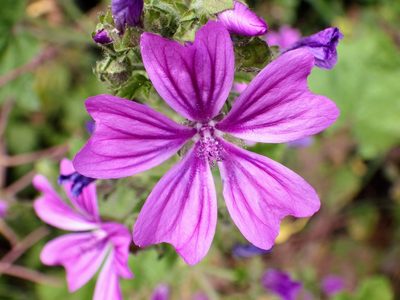 Malva sylvestris, photographed by Jeff Jones