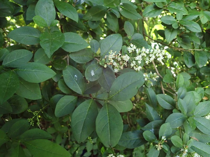 Ligustrum ovalifolium, photographed by Daniel Cahen