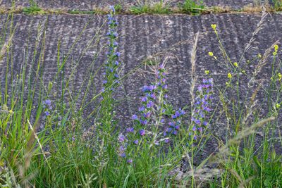 Echium vulgare, photographed by Andrew Skotnicki