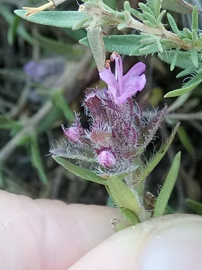 Thymus numidicus, photographed by Karim Haddad