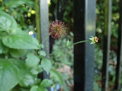 Geum urbanum, photographed by Daniel Cahen
