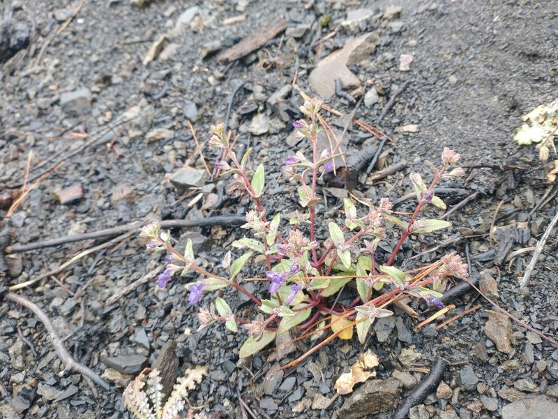 Collinsia greenei, photographed by Drew Meyer