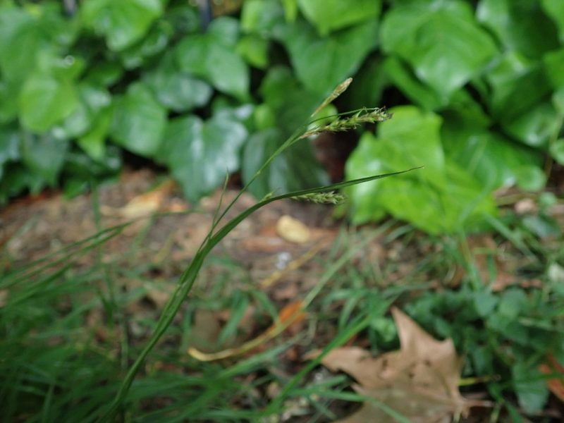 Carex sylvatica, photographed by Daniel Cahen