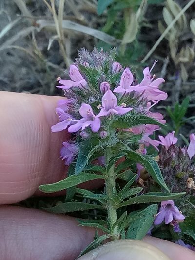 Thymus numidicus, photographed by Karim Haddad
