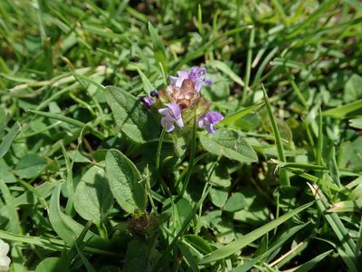 Prunella vulgaris, photographed by Daniel Cahen
