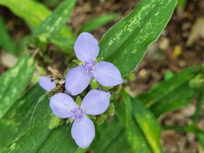 Tradescantia subaspera