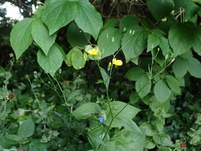 Lapsana communis, photographed by Daniel Cahen