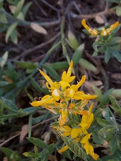 Genista tricuspidata, photographed by Karim Haddad