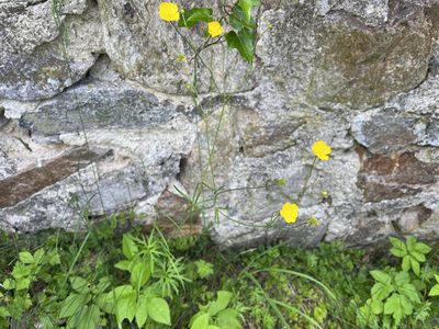 Ranunculus acris, photographed by Pavel Kacl