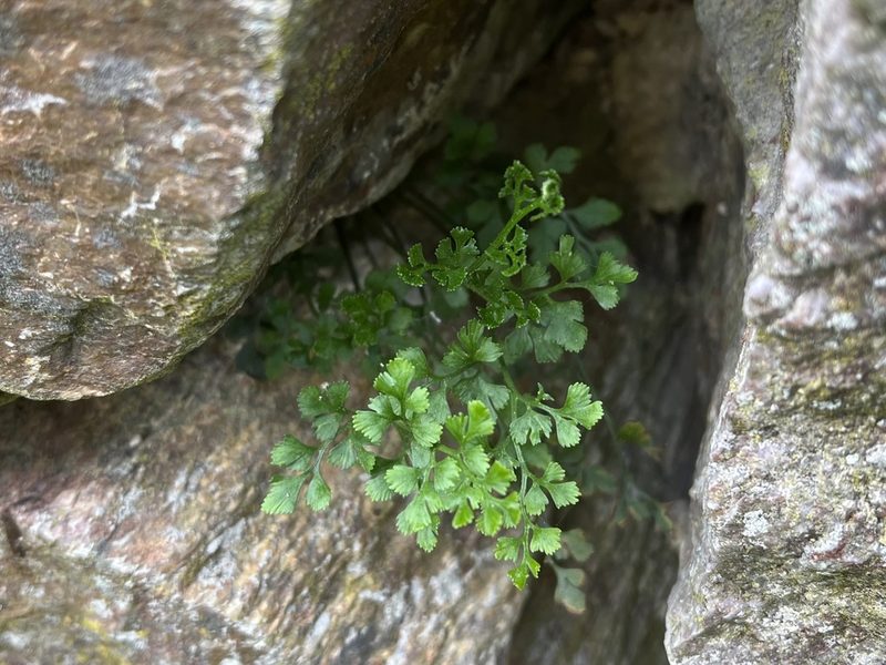 Asplenium ruta-muraria, photographed by Pavel Kacl