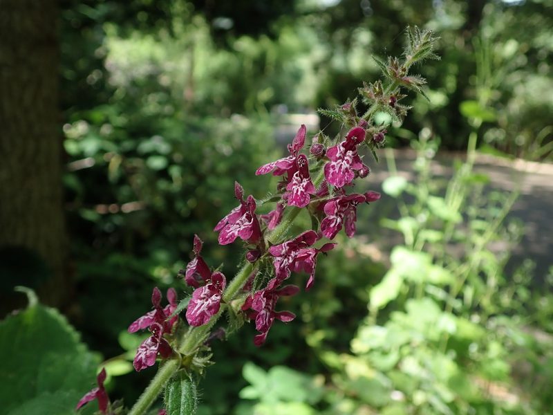 Stachys sylvatica, photographed by Daniel Cahen