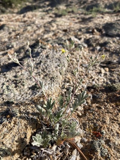 Potentilla effusa, photographed by Cecelia Alexander