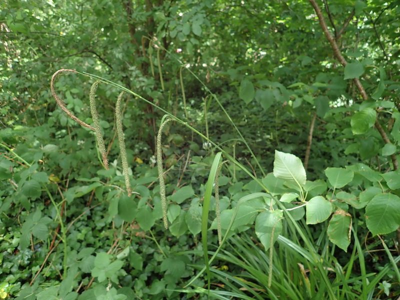 Carex pendula, photographed by Daniel Cahen