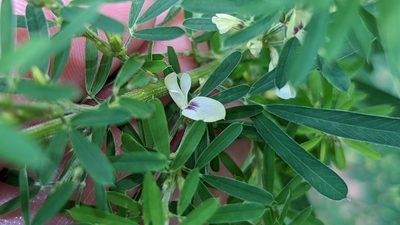 Lespedeza cuneata, photographed by Joseph Aubert