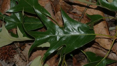 Quercus falcata, photographed by Nathan T. Jones
