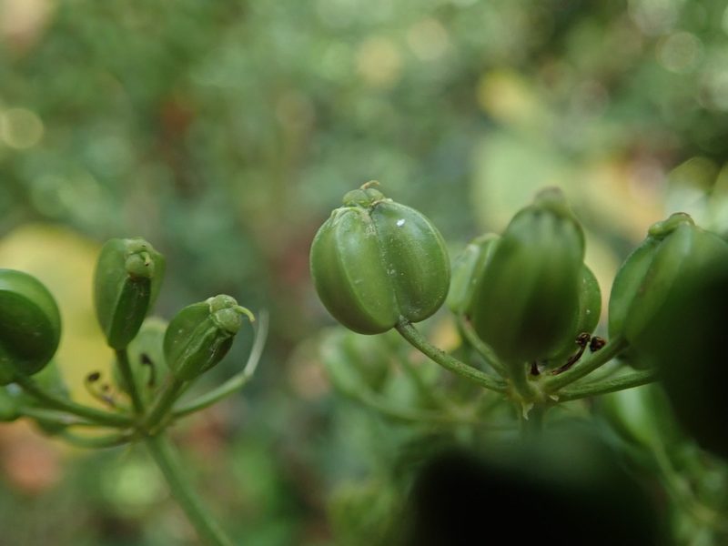Smyrnium olusatrum, photographed by Daniel Cahen