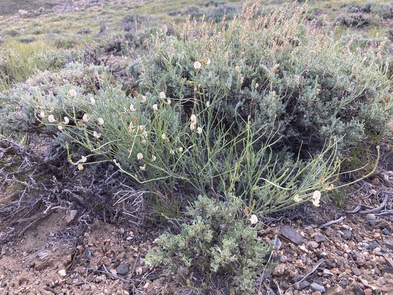 Astragalus convallarius, photographed by Cecelia Alexander