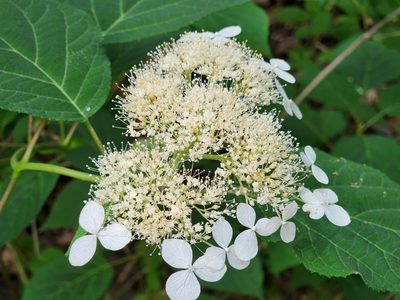 Hydrangea arborescens, photographed by Dominic