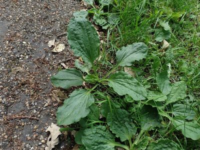 Plantago major, photographed by Daniel Cahen