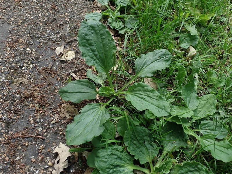 Plantago major, photographed by Daniel Cahen