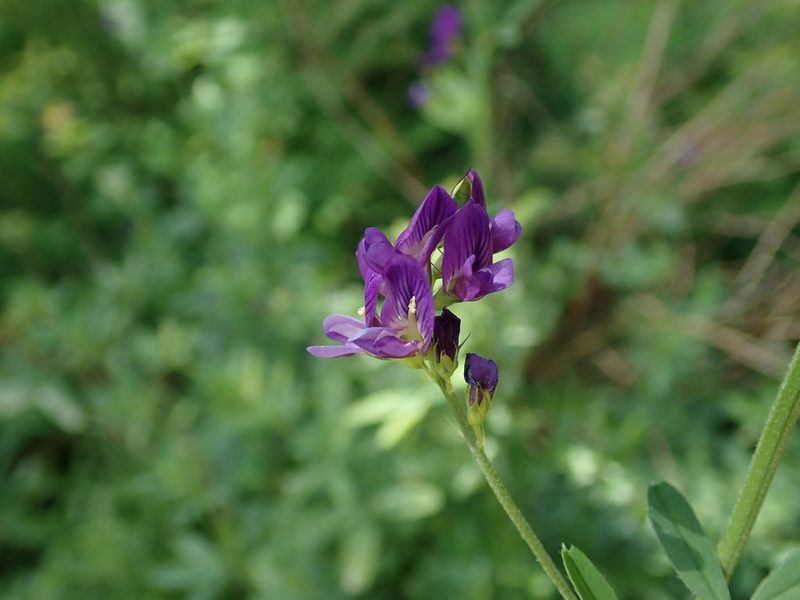 Medicago sativa, photographed by Daniel Cahen