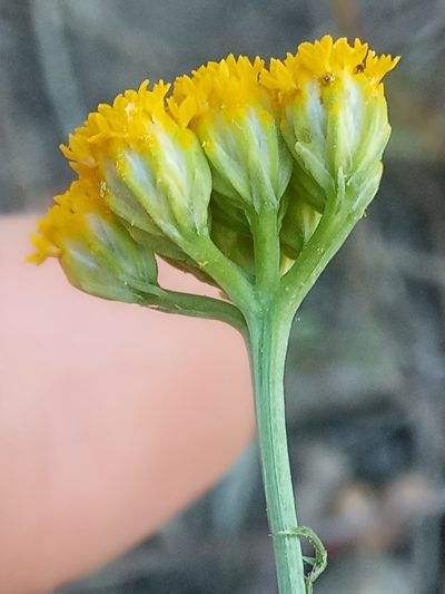 Lonas annua, photographed by Karim Haddad