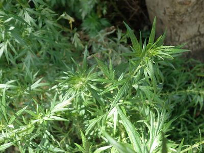 Artemisia vulgaris, photographed by Daniel Cahen