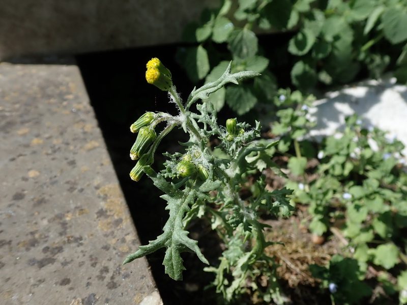 Senecio vulgaris, photographed by Daniel Cahen