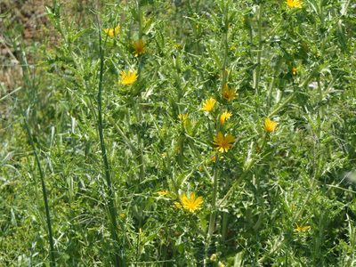 Scolymus hispanicus, photographed by Pete Bradshaw