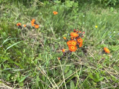 Pilosella aurantiaca, photographed by Pavel Kacl