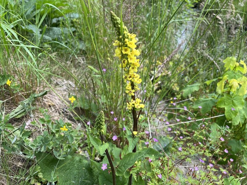 Verbascum nigrum, photographed by Pavel Kacl