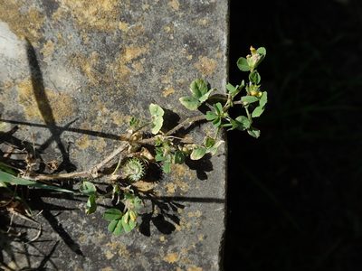 Medicago arabica, photographed by Daniel Cahen
