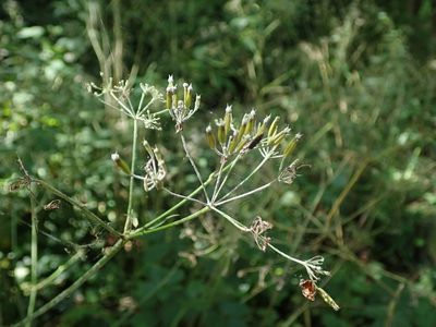 Anthriscus sylvestris, photographed by Daniel Cahen