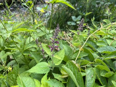 Stachys sylvatica, photographed by Pavel Kacl