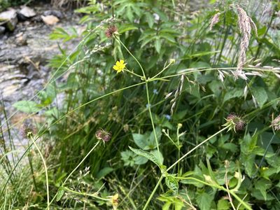 Geum urbanum, photographed by Pavel Kacl