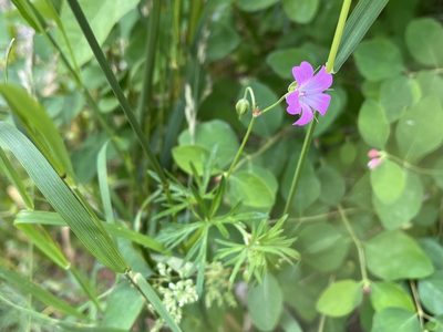 Geranium columbinum, photographed by Pavel Kacl