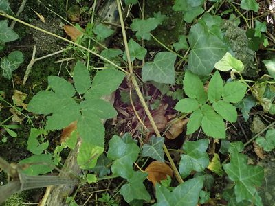 Aegopodium podagraria, photographed by Daniel Cahen