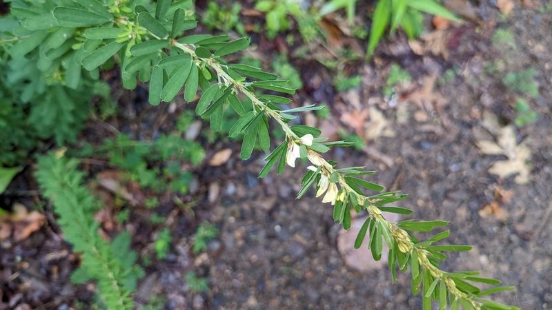 Lespedeza cuneata, photographed by Joseph Aubert