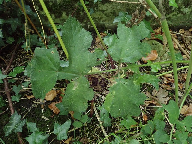 Heracleum sphondylium, photographed by Daniel Cahen
