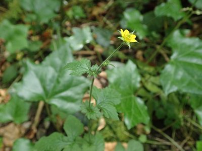 Geum urbanum, photographed by Daniel Cahen