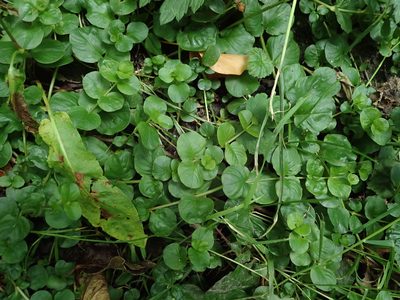 Lysimachia nummularia
