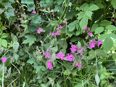 Silene dioica, photographed by Pavel Kacl