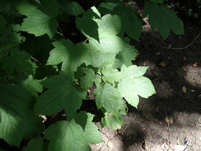Acer pseudoplatanus, photographed by Daniel Cahen