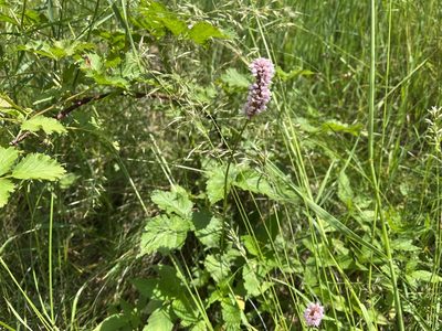 Persicaria bistorta, photographed by Pavel Kacl